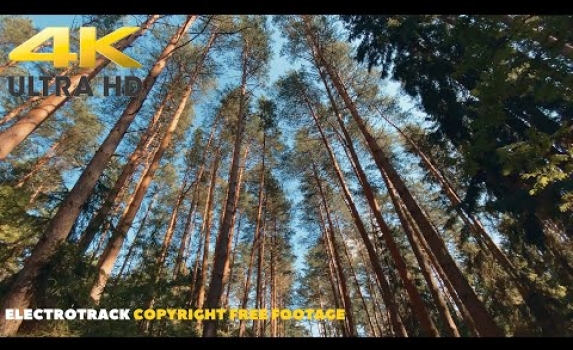 Embedded thumbnail for Forest Walk Blue Sky Background video 4K